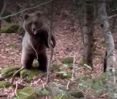Imatge de la filmació feta a pocs metres d'un ós, a la Val d'Aran, i publicada a xarxes socials