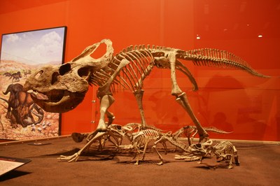 Espai Dinosfera - Exposició 'Ous i cries de dinosaure'