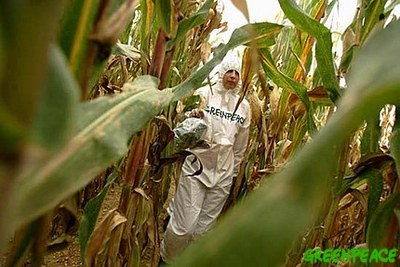 Acció de Greenpeace contra el blat de moro transgènic