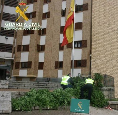 Marihuana intervinguda a Alàs i Cerc
