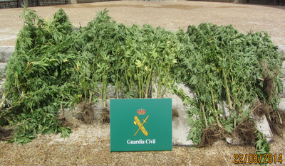 Marihuana-Intervenció de plantes a la Seu