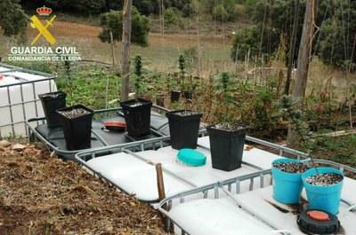Plantes de marihuana intervingudes a l'Alt Urgell (Foto: Guàrdia Civil)