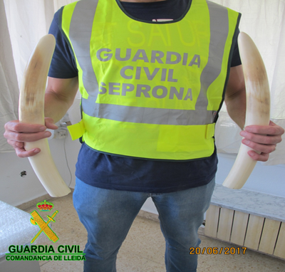 Ullals d'elefant intervinguts (Foto: Guàrdia Civil)