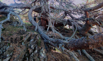 Un dels arbres singulars del PN Alt Pirineu (Foto: PN Alt Pirineu)