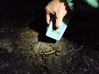 Estudi sobre la salut del tritó pirinenc