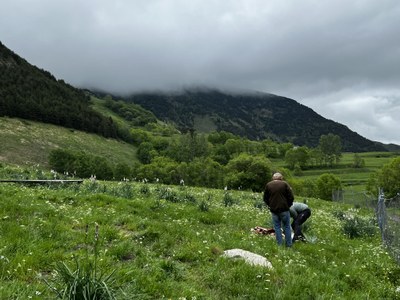 Investiguen un nou atac mortal de l'ós contra el bestiar a l'Aran (Foto: CGA)