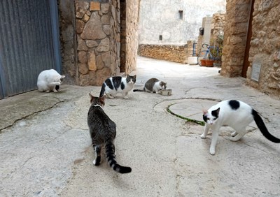 Un grup de gats en un carrer d'Isona (Foto: ACN)