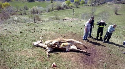Vedell mort per un atac de voltors