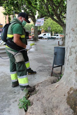 Tractament fitosanitari als arbres de la Seu (Foto: Ajuntament de la Seu)