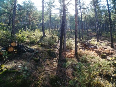Aclarida de millora a la finca de les Moreres (Foto: Ajuntament de la Seu)