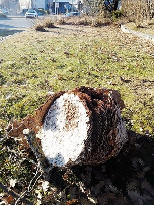 Niu de vespa asiàtica localitzat a la rotonda d'Andorra de la Seu d'Urgell