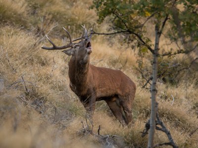 Un cérvol durant la brama (Foto: Jesús-Pau Vázquez Vilardell/Departament d'Acció Climàtica, Alimentació i Agenda Rural)