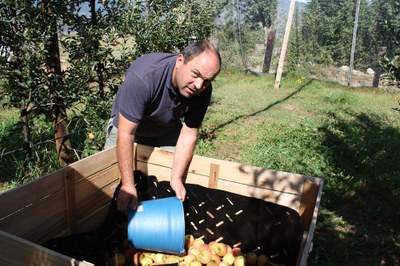 Jordi Pont recull pomes de muntanya a la seva finca de Mosoll (Foto: ACN)