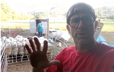Jeroni Majoral mostra, en un missatge a les xarxes, les últimes ovelles que es quedarà després d'haver-se desprès de bona part del seu ramat (@formatgeriacalmajuba)
