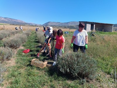 Projecte social vinculat al conreu de lavanda a Llívia (Foto: Ajuntament de Llívia)