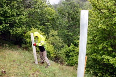 Instal·lació d'arbres fruiters a Tavascan per part de la Fundación Oso Pardo i Endesa (Foto: ACN)