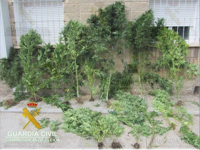 Plantes de marihuana
