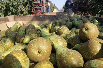 Fruita en una explotació (Foto d'arxiu/ACN)
