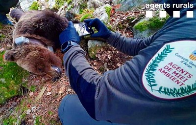 Detall del rostre de l'ós Cachou, mort el 9 d'abril del 2020 (Foto: Agents Rurals)