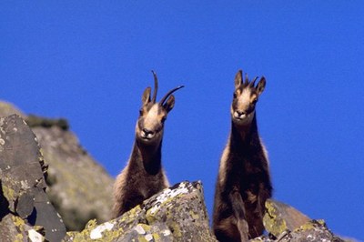 Isards
