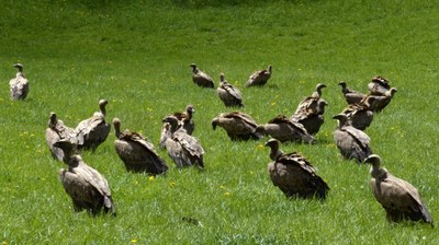 Voltors comuns en un prat del Pallars Sobirà (Foto: ACN)