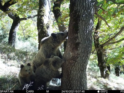 Una ossa i dos cadells (Foto: Departament d'Acció Climàtica)