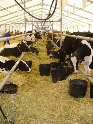 Vaques frisones de l'Alt Urgell