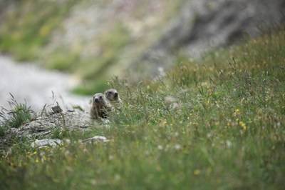 Marmota (Foto: Carole i Denis Favre-Bonvin)