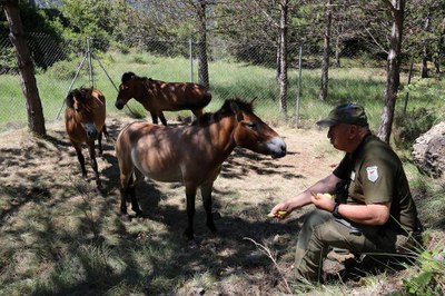 Cavalls salvatges a la reserva de Boumort (Foto: ACN)