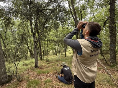 Un enginyer comprovant l'estat dels arbres. (Foto: ACN)