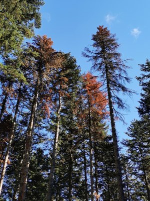 Arbres malalts per la sequera (Foto: CTFC)