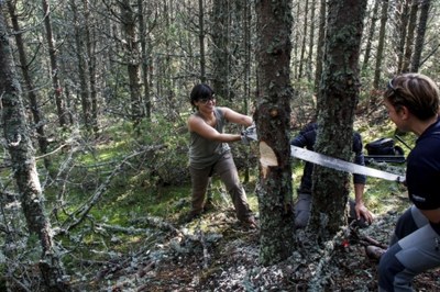 Boscos de Muntanya-Bergwaldprojekt