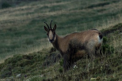 Isard