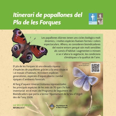 Plafó de papallones que es pot veure a l'itinerari (Foto: Ajuntament de la Seu)