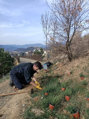 Plantació de timons a l'itinerari de papallones del Pla de les Forques, a la Seu d'Urgell
