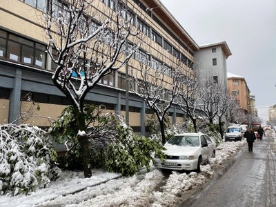 Branques caigudes per la neu al carrer Josep de Zulueta, a la Seu d'Urgell