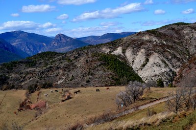 Tost - Cavalls pasturant (Foto: Salvem Tost)
