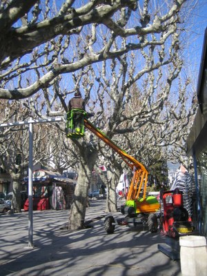 Poda d'arbres al Passeig