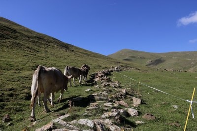 Vaques caminen per un corriol a la muntanya de Llessui (Foto d'arxiu/ACN)