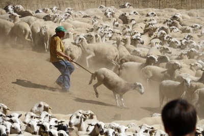 Un ramader agafant una ovella amb el ganxo (Foto: ACN/ Marta Lluvich)