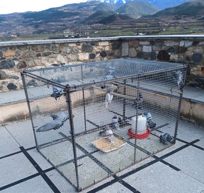 Pinso esterilitzant per controlar la població de coloms a la Seu d'Urgell (Foto: Ajuntament de la Seu d'Urgell)