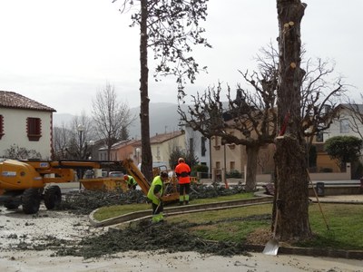 Poda d'arbres i arbustos a la Seu (Foto: Ajuntament de la Seu)