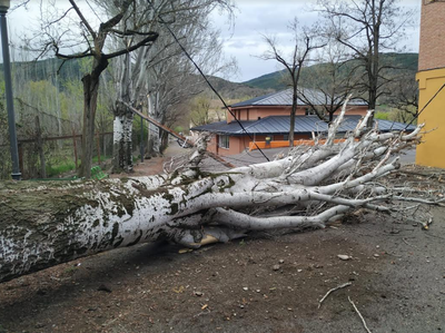Arbre caigut a l'entrada de l'Escola Albert Vives (Foto: Aj. de la Seu)