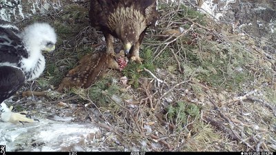 Una àliga daurada, després de matar una cria de cabirol, en una imatge captada pel PN de l'Alt Pirineu