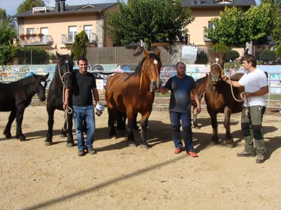 Cavalls - Concurs Comarcal
