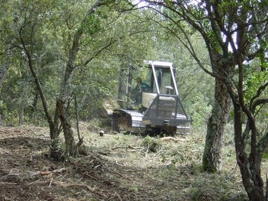 Tasques de manteniment del bosc