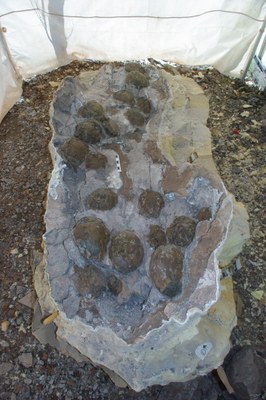 Dinosaures - Niu de Coll de Nargó 