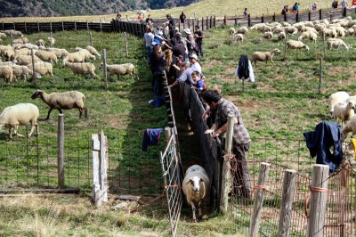 Baixada dels ramats d'ovelles de les muntanyes (Foto: ACN)