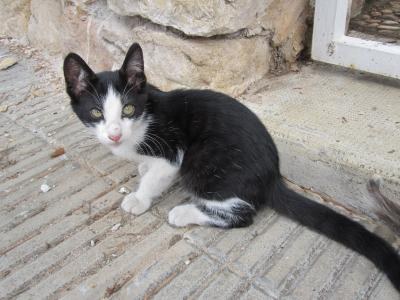 Gat al carrer 