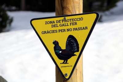 Rètol de l'estació d'esquí de Port Ainé que adverteix de la presència del gall fer (Foto d'arxiu/ACN)